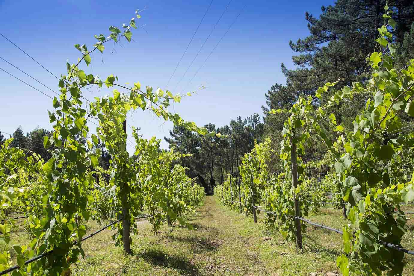 Voyajando Gastronomia: os vinhos verdes de Portugal (a região e os tipos)