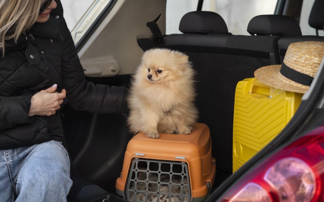 Como passear e viajar com pets? Confira dicas e roteiro em São Paulo