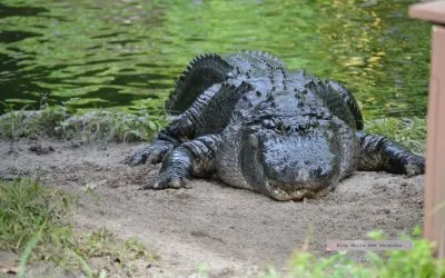 Busch Gardens: minha primeira visita ao parque radical de Tampa