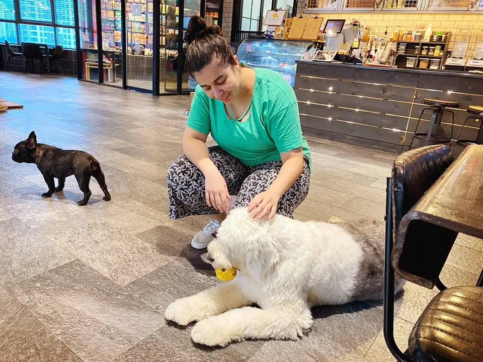 Brasileiros pelo mundo: conheça uma cafeteria com cachorros na Coreia do Sul