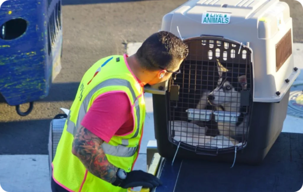 Transporte de Pets, como fazer?